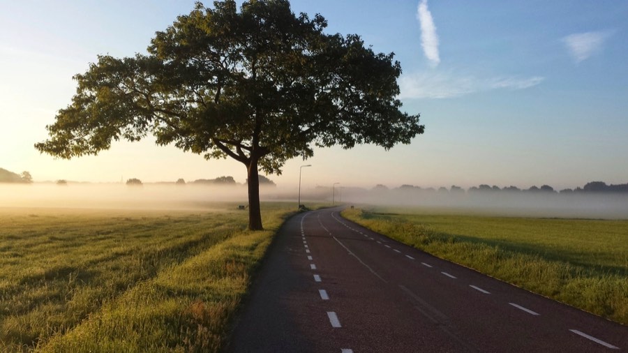 A tree-lined country road in the morning mist