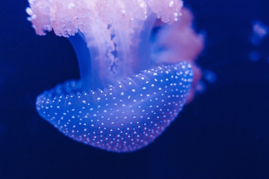 A luminous blue jellyfish photographed in an aquarium